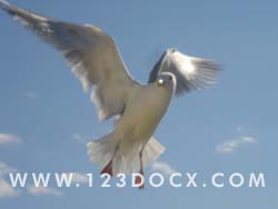 Flying bird Gull  Photo Image