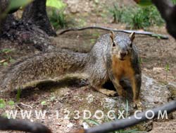 Grey Squirrel Photo Image