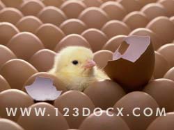 Chick Hatching Photo Image